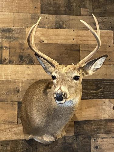 1st_Buck