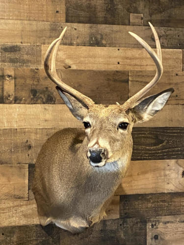 1st_Buck