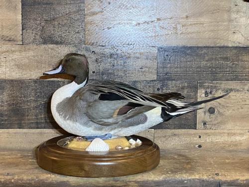 pintail