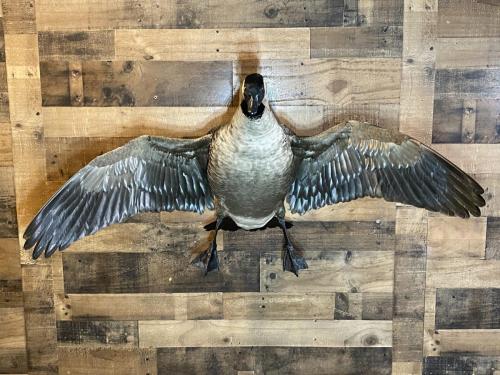 81A20DE9-C5C6-43A6-A628-A386B95B9C3E