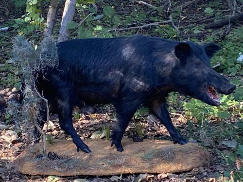 Alabama Boar