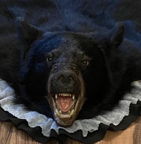Bear Rug Head OM