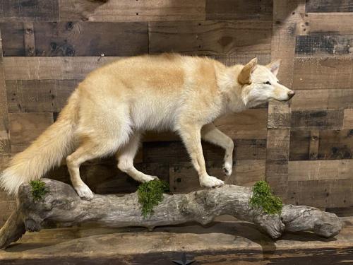 Blonde_Yote