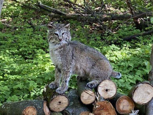 Bobcat Sitting