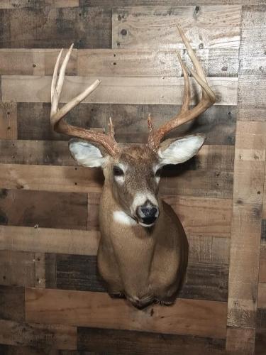 BucherBuck