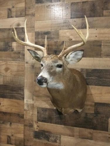 Buck