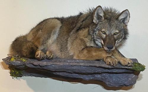 Coyote on Rockledge