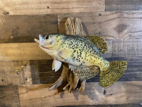 Crappie