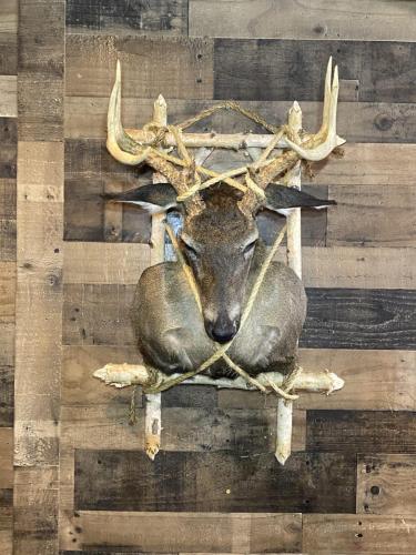 DeerTrapper