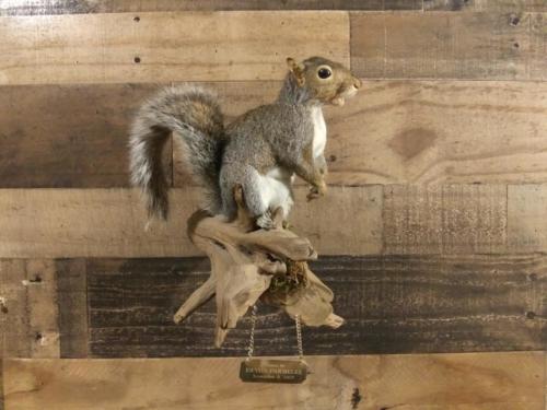 DevonSquirrel