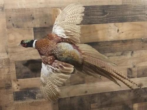 DukePheasant