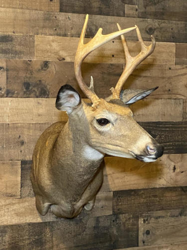 Early_Season Buck