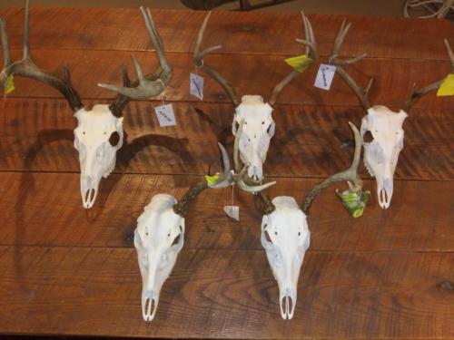 EuroSkulls