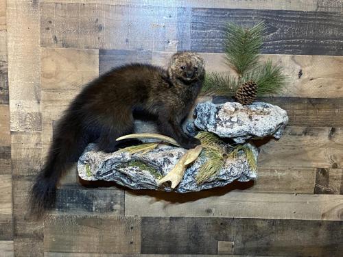 Fisher on rock