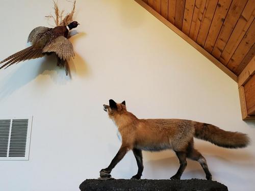 Fox_Pheasant