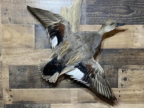 Gadwall