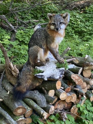 GrayFox Sitting