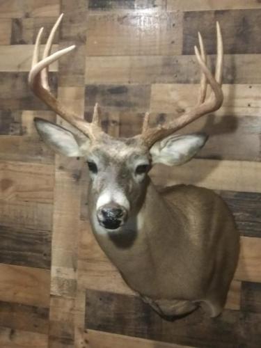 MarlinBuck