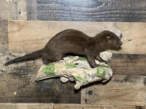Mink