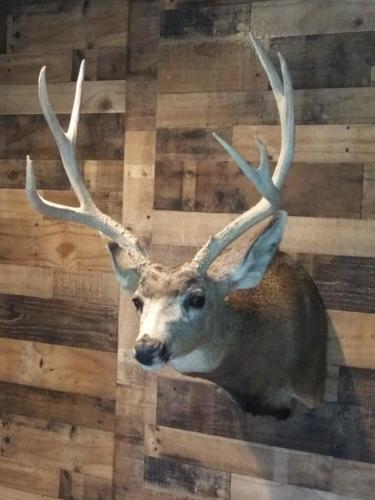 Mule Deer