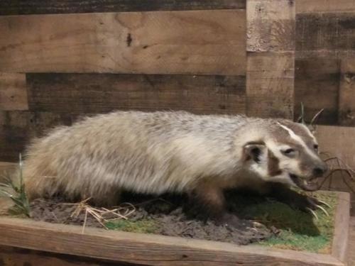 ND_Badger