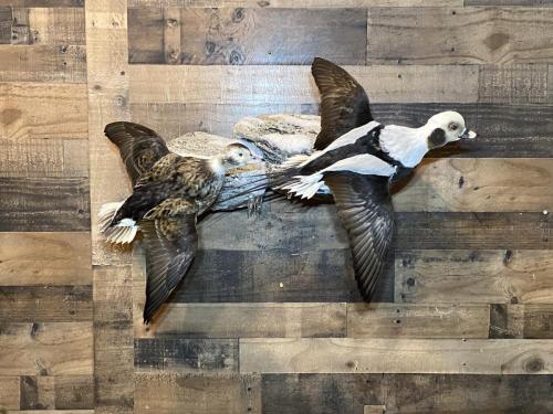 OldSquaw Pair