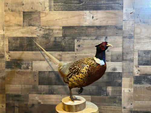 PheasantStandingOneLeg