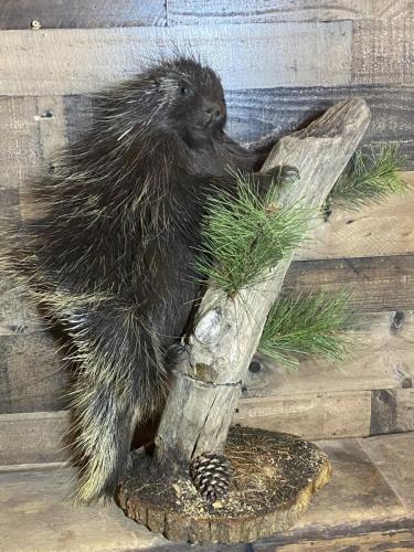 Porcupine Climbing