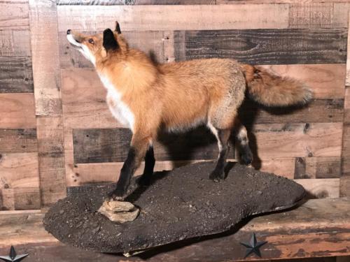 RedFoxLookingUp