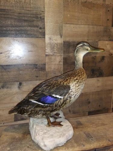RuanHenDuck