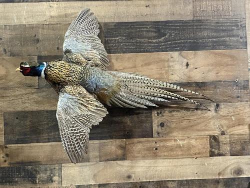 SD Golden Pheasant