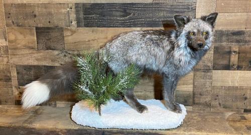 Silver Fox