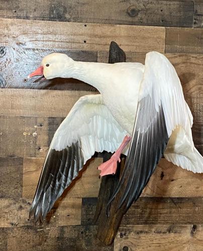 Snowgoose cupped
