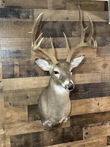 Texas WT