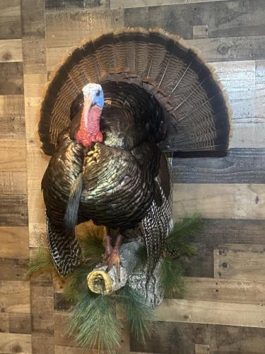 Turkey Strut on Limb