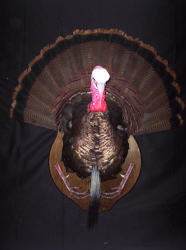 TurkeyShoulderMountWithLegs