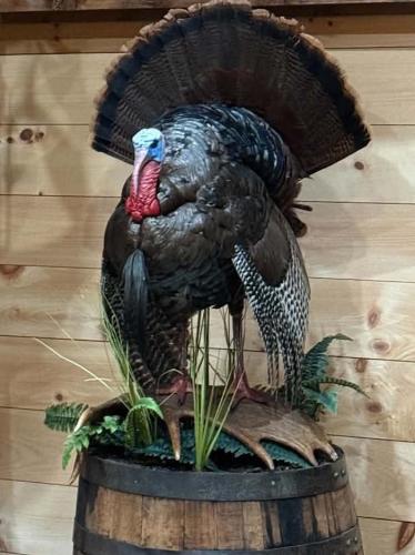 TurkeyStrut on Barrel