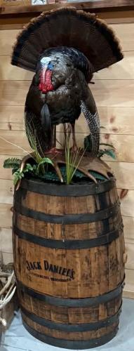 TurkeyStrut on Barrel2