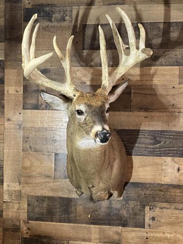 WI Giant
