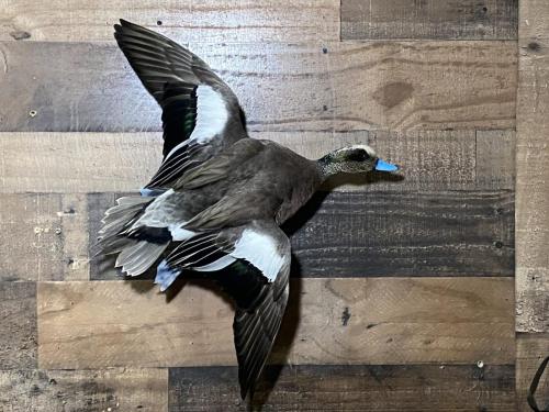 Widgeon