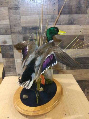 jumping_mallard