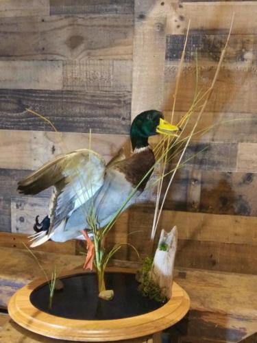 jumping_mallard_front