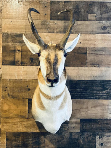 pronghorn_1