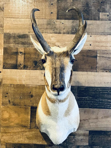 pronghorn_2