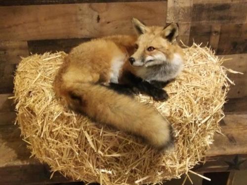 redfox_bale